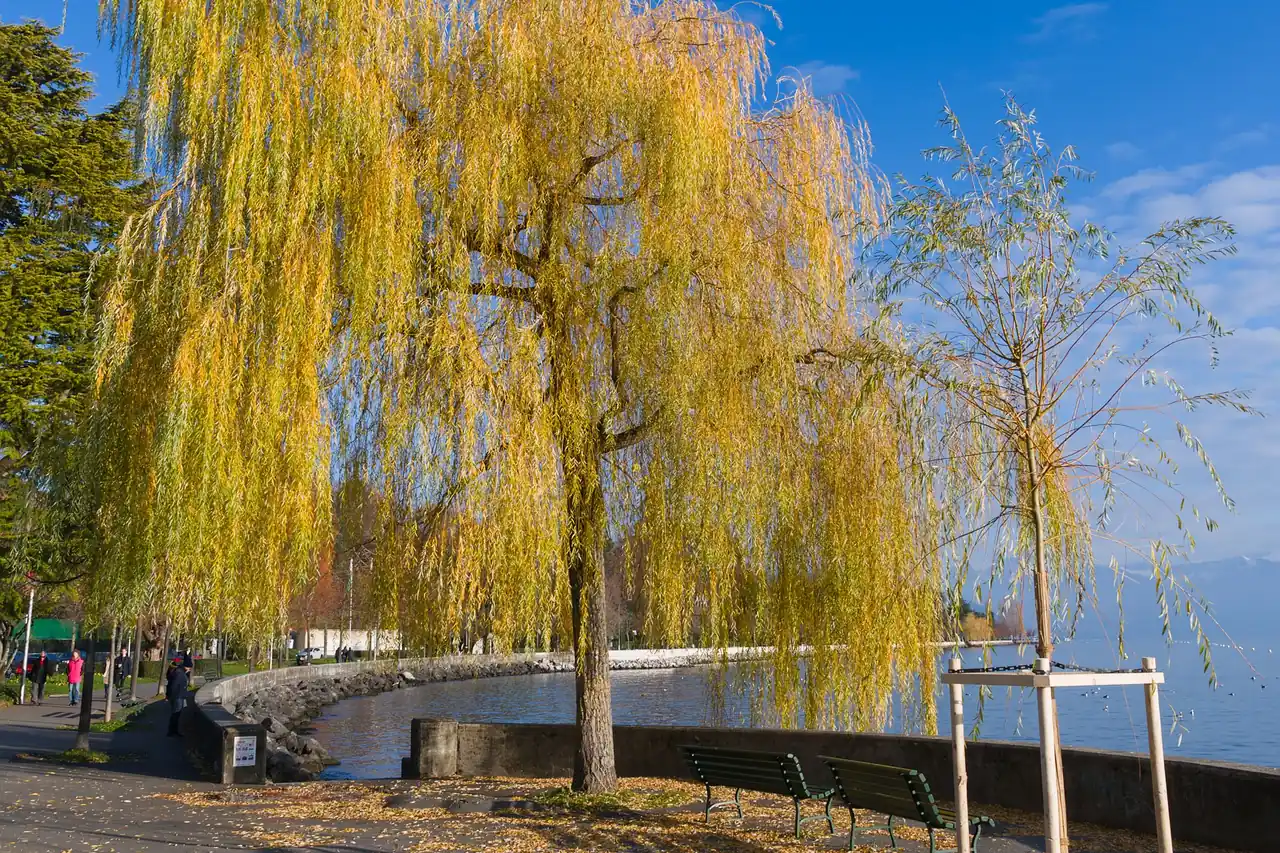 Les saules dorés du quai d'Ouchy au bord du Léman, un jour de soleil